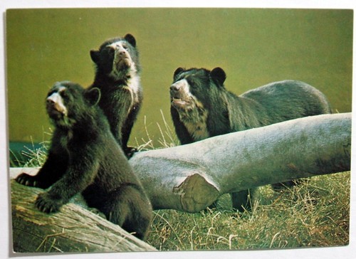 Postcard spectacled bear - spectacled, &