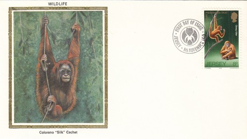 Orangutan wildlife - orangutan,